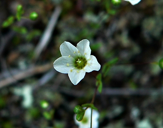 {Mononeuria uniflora}